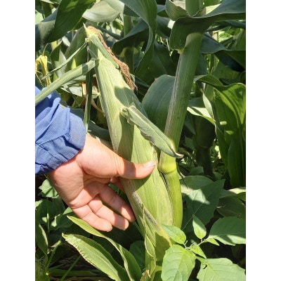 【2026年6月～7月発送予定/関東地域限定配送】白い贅沢 ピュアホワイト(とうもろこし) 約1kg