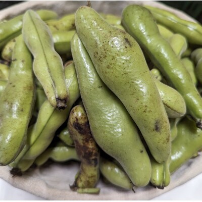 〈2026年5月上旬以降発送予定〉みずみずしい1粒 そら豆(約1,800g)