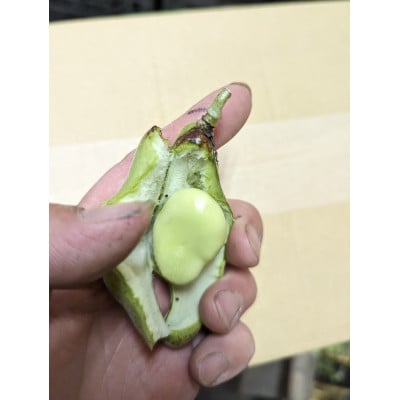 〈2026年5月上旬以降発送予定〉みずみずしい1粒 そら豆(約1,800g)