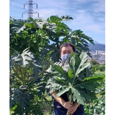 【スーパーフードとして注目の野菜(^^♪】青パパイヤ 実 2000g+葉っぱ2枚