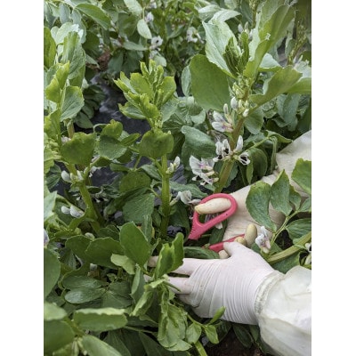 【2026年5月上旬発送予定】みずみずしい!とれたてそら豆 約1000g from 名水の里 秦野