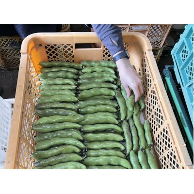 【2026年5月上旬～発送予定】みずみずしい!とれたてそら豆 約2000g from 名水の里秦野