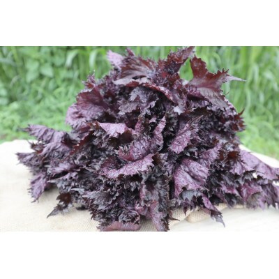 [2026年7月～発送予定]【夏の暑さに負けるな!】「天神赤しそ」1000g from名水の里 秦野