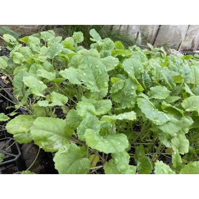 ええ?大飢饉を救った?【春を告げる野菜】のらぼう菜　1,600g
