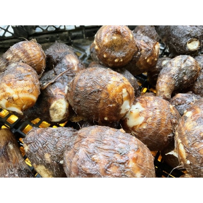 【2026年10月発送予定】里芋 土垂(どだれ)1000g from 名水の里 秦野