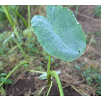 【2026年10月発送予定】里芋 土垂(どだれ)1000g from 名水の里 秦野
