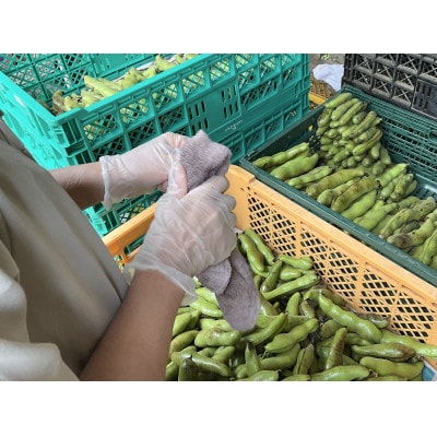 【2026年5月上旬～発送予定/関東地域限定配送】みずみずしい!とれたてそら豆 約2,000g