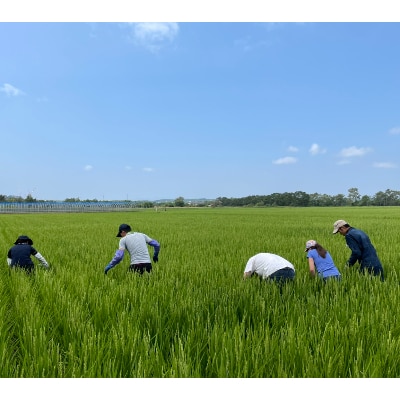 栽培期間中農薬不使用　ゆめぴりか(精米)10kgゆたか米　タカシマファーム×銘酒の裕多加