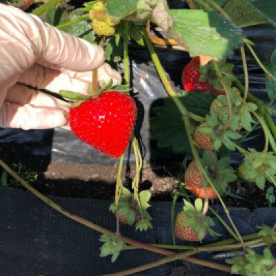 【2022年6月中旬発送】北海道北広島市　Farm丸チャン「ゆきらら」いちご　9玉入り×2パック