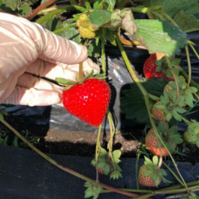 【2022年6月中旬発送】北海道北広島市　Farm丸チャン「ゆきらら」いちご　15玉入り×2パック