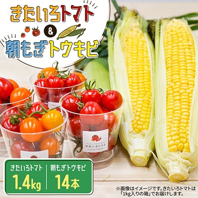 【2026年8月～9月上旬発送】きたいろトマト(1.4kg)&朝もぎトウキビ(14本)のセット
