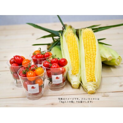 【2026年8月～9月上旬発送】きたいろトマト(2.1kg)&朝もぎトウキビ(21本)のセット　