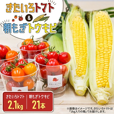 【2026年8月～9月上旬発送】きたいろトマト(2.1kg)&朝もぎトウキビ(21本)のセット　
