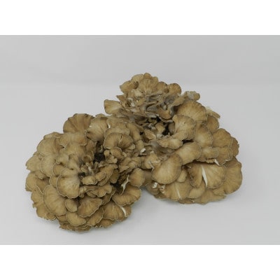 北海道厚沢部町産　大株えぞまいたけ　400g×2個