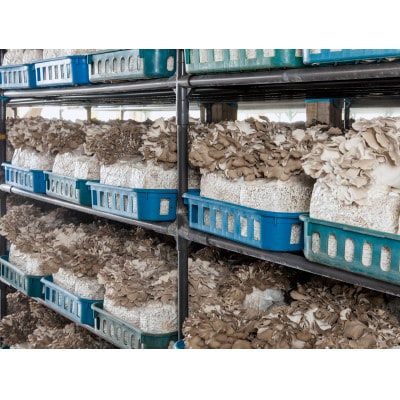 北海道厚沢部町産　大株えぞまいたけ　400g×2個