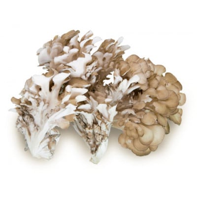 北海道厚沢部町産　ご家庭用えぞまいたけ(バラタイプ)350g×3個