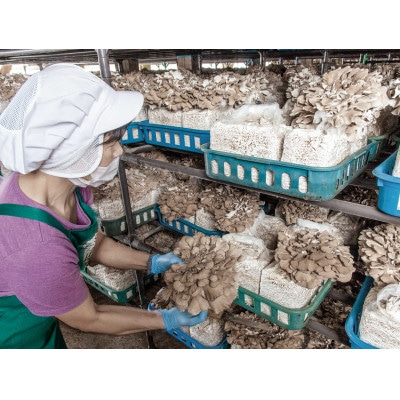 北海道厚沢部町産　ご家庭用えぞまいたけ(バラタイプ)350g×3個