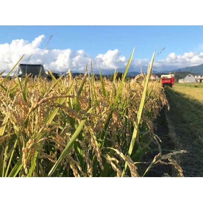 【令和7年産】北海道厚沢部産ふっくりんこ20kg(5kg×4袋)
