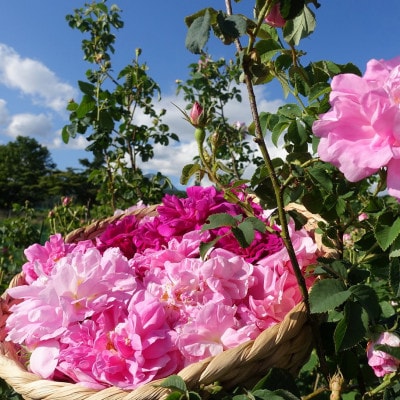 蓼科高原からお届けするローズボディソープ【薔薇の香りでリッチなバスタイム!】