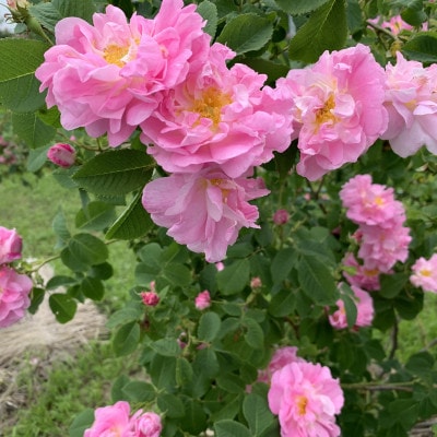 蓼科高原からお届けするローズボディソープ【薔薇の香りでリッチなバスタイム!】