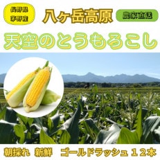 【八ヶ岳山麓・茅野市産】朝採れ★新鮮であまーい=とうもろこし 2L&times;12本=ゴールドラッシュ