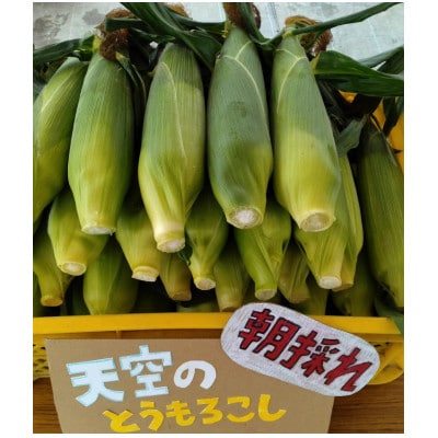 【八ヶ岳山麓・茅野市産】朝採れ★新鮮であまーい=とうもろこし 2L×12本=ゴールドラッシュ
