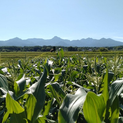 【八ヶ岳山麓・茅野市産】朝採れ★新鮮であまーい=とうもろこし 2L×12本=ゴールドラッシュ