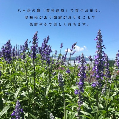 信州 八ヶ岳の麓から贈るドライフラワースワッグ M(ホワイト&ブルー)