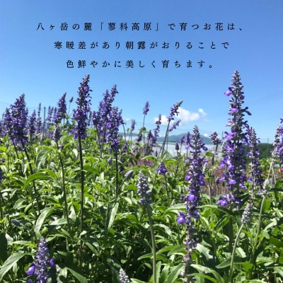 信州八ヶ岳の麓から贈るドライフラワーアレンジメントS(ピンク)