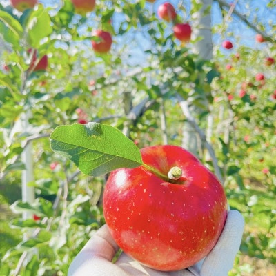 りんご シナノスイート 約5kg (12～18玉) 長野県茅野市　八ヶ岳 蓼科 信州のりんご