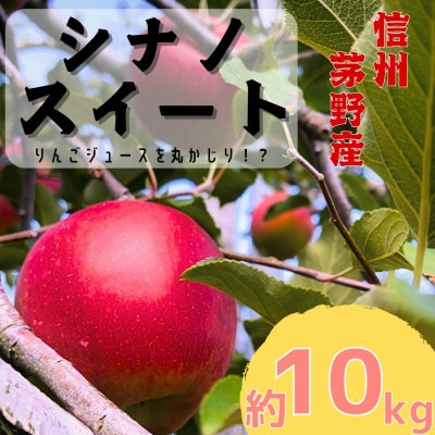 りんご シナノスイート 約10kg (24～36玉) 長野県茅野市　八ヶ岳 蓼科 信州のりんご