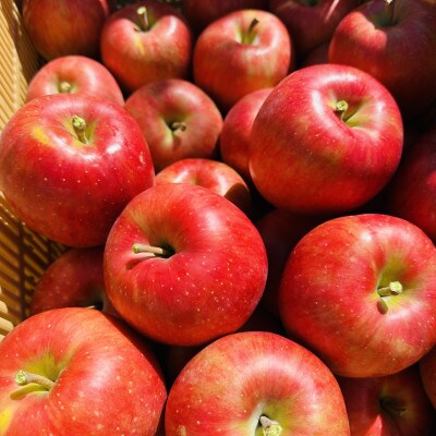 りんご シナノスイート 約10kg (24～36玉) 長野県茅野市　八ヶ岳 蓼科 信州のりんご