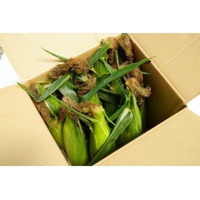 【さとふる限定】【朝採り即出荷】八ヶ岳産グラビスとうもろこし 約4kg (11本前後)