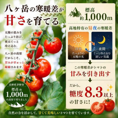 【先行受付】八ヶ岳産　高原育ちのフルーツミニトマト サマー千果 約2kg