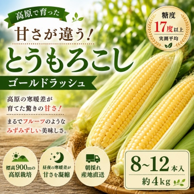 【先行予約】朝採り出荷　長野県茅野市産　とうもろこし　計約4kg