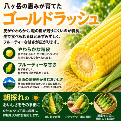【先行予約】朝採り出荷　長野県茅野市産　とうもろこし　計約4kg