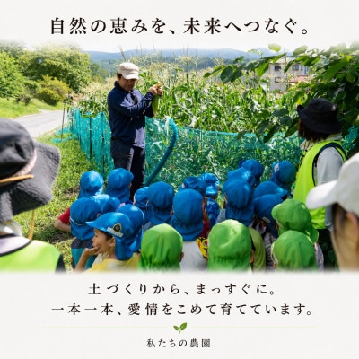【先行予約】朝採り出荷　長野県茅野市産　とうもろこし　計約4kg