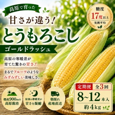 【2週間毎定期便】朝採り出荷　長野県茅野市産　とうもろこし　計約4kg全3回