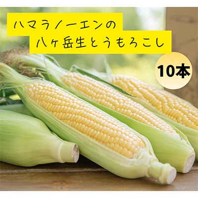 　【先行予約】朝採れ 八ヶ岳生とうもろこし 10本〈2026年7月下旬～9月下旬発送予定〉