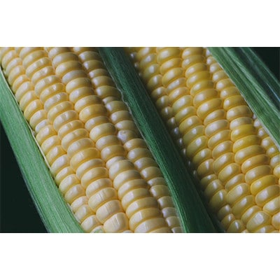 【訳あり】朝採れ 八ヶ岳生とうもろこし はねだし10本(約3kg)〈26年7月～9月下旬発送予定〉