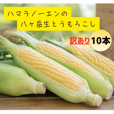 【訳あり】朝採れ 八ヶ岳生とうもろこし はねだし10本(約3kg)〈26年7月～9月下旬発送予定〉