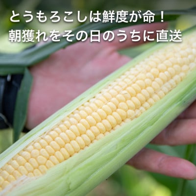 【訳あり】朝採れ 八ヶ岳生とうもろこし はねだし10本(約3kg)〈26年7月～9月下旬発送予定〉