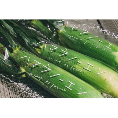 【発送月固定定期便】【先行受付】朝採れ 八ヶ岳生とうもろこし 10本全2回