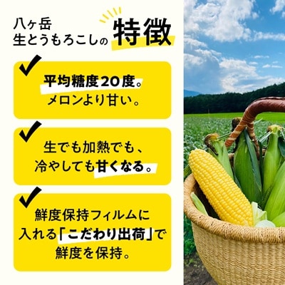 【発送月固定定期便】【先行受付】朝採れ 八ヶ岳生とうもろこし 10本全2回