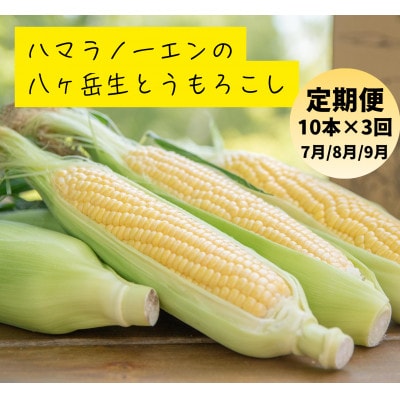 【発送月固定定期便】【2026年発送】朝採れ 八ヶ岳生とうもろこし 10本全3回