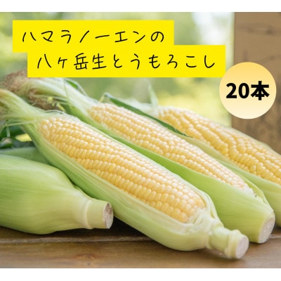 【先行予約】朝採れ八ヶ岳生とうもろこし20本【複数個口で配送】
