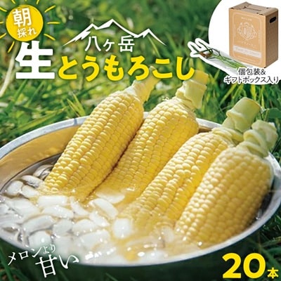 【先行予約】朝採れ八ヶ岳生とうもろこし20本【複数個口で配送】