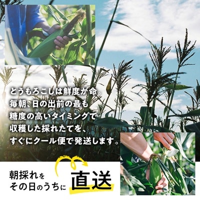 【先行予約】朝採れ八ヶ岳生とうもろこし20本【複数個口で配送】