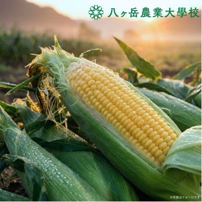 【2026年先行予約】朝採れ直送 フルーツのような甘さ『皮付き』生とうもろこし10本