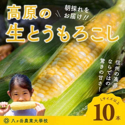 【2027年先行予約】朝採れ直送 フルーツのような甘さ『皮付き』生とうもろこし10本